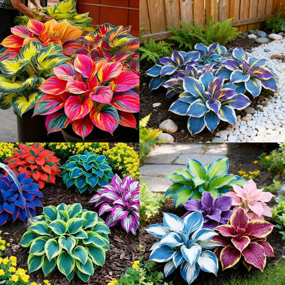 Ventroo®  - Premium Hosta Flower Seeds + Plant Booster FREE