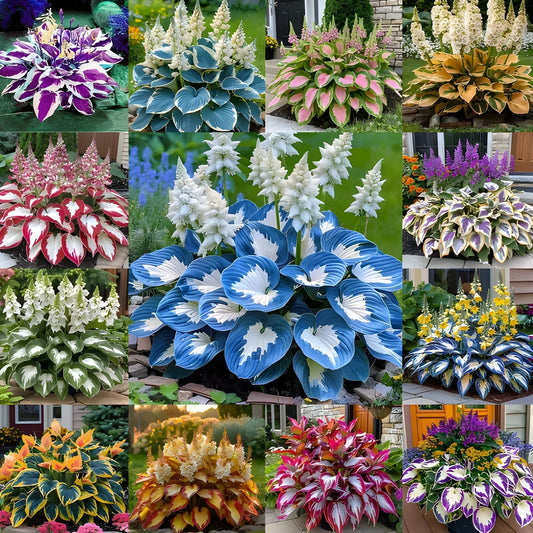 Ventroo®  - Premium Hosta Flower Seeds + Plant Booster FREE