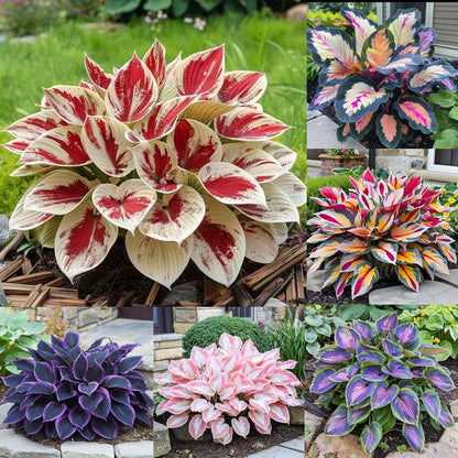 Ventroo®  - Premium Hosta Flower Seeds + Plant Booster FREE