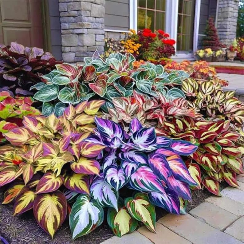 Ventroo®  - Premium Hosta Flower Seeds + Plant Booster FREE