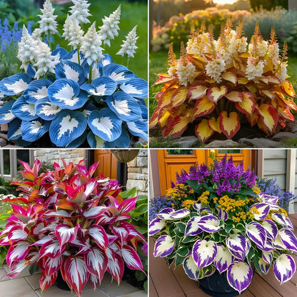 Ventroo®  - Premium Hosta Flower Seeds + Plant Booster FREE